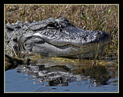 Alligator