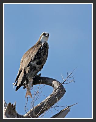 Osprey with lunch......