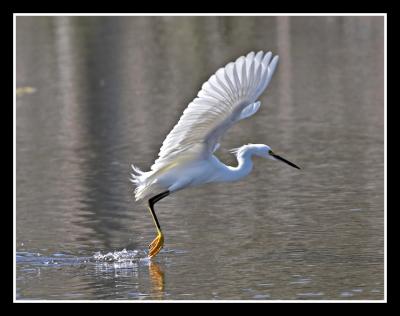 Snowy Egret