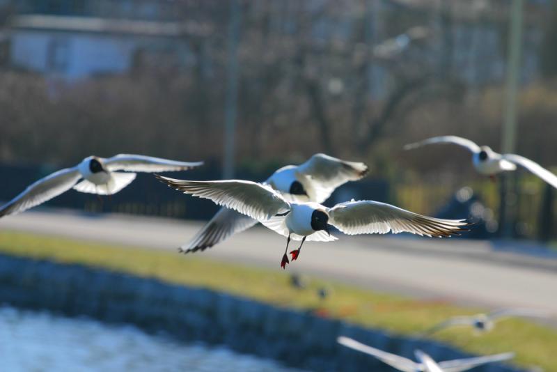 Gulls