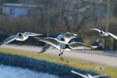 Gulls
