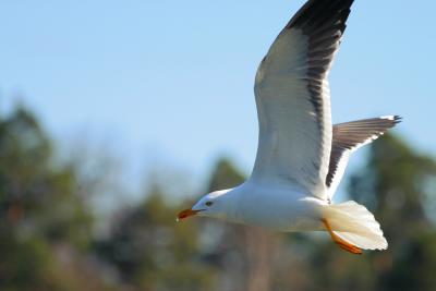 Flying Gull