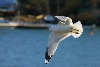 Gull