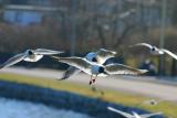 Gulls