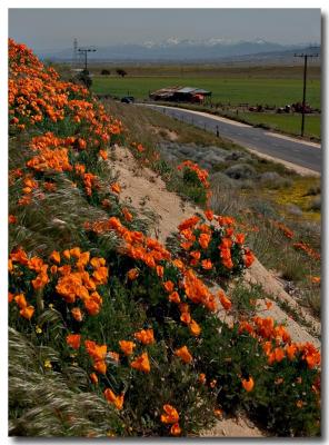 Poppies