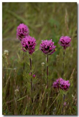 Purple owl's clover