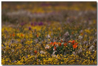 Remnant poppies