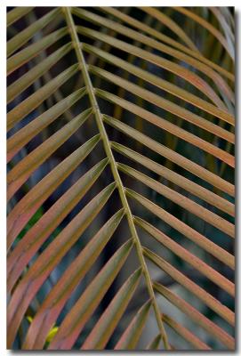 Frond