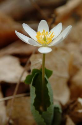 DSCF1528.jpg