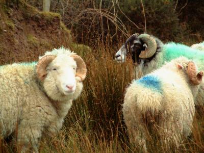 Dingle Sheeps