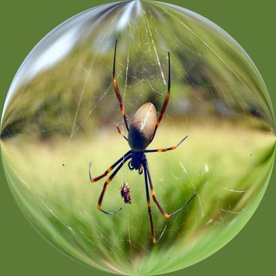 Spider - BrianJ [1st place]