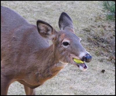 Munch The Apple