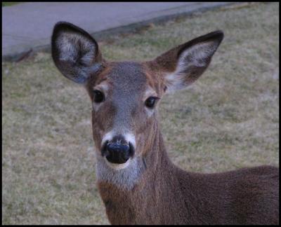 My Morning Visitor