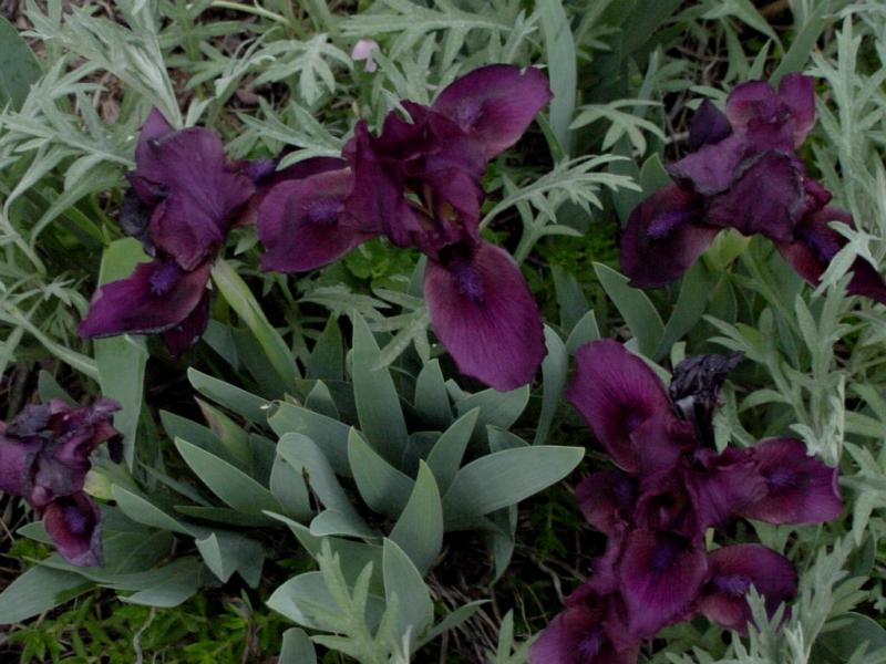 purpleiris.JPG