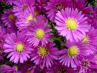 aster1.jpg