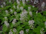 tiarella.JPG