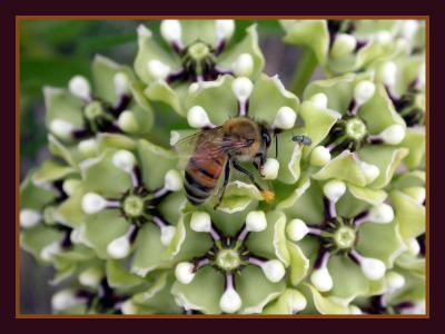 Bee on Antelope Horn