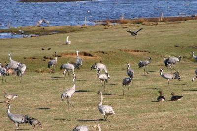 Cranes at Lake Hornborgasjn