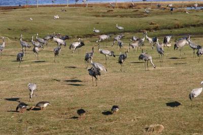 Cranes at Lake Hornborgasjön