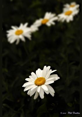 Daisy