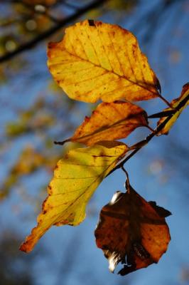 November Leaves