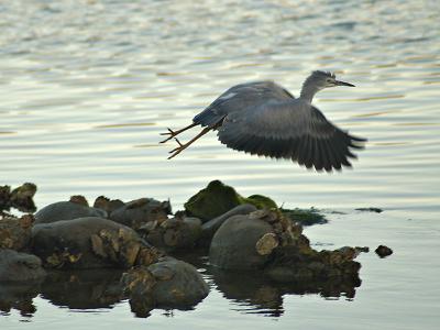 White faced heron takes off - Aorere Estuary