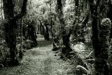 Kahikitea Forest Path, Lake Kaniere