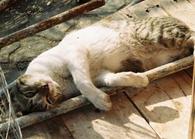 Chat du port