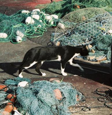 Chat du port