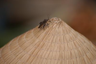 fly on hat