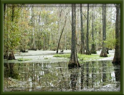 Flooded Florida Woods