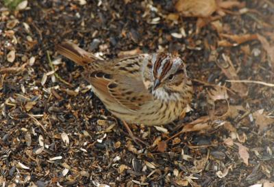 Lincoln's Sparrow 0405-6j Yard