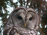 Barred Owl 0105-7j  Yard