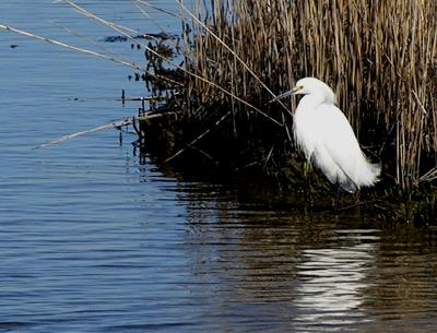 u17/photoops2/medium/42410525.SnowyEgret.jpg