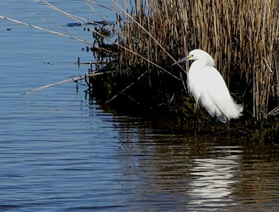 Snowy Egret (Egretta thula)