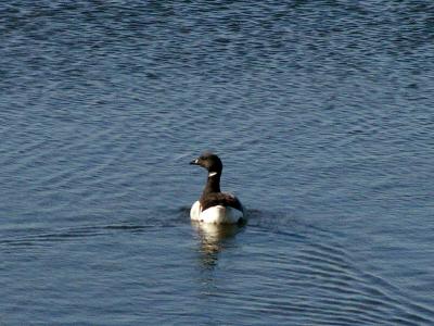 u17/photoops2/medium/42411069.AtlanticBrantatBrigantineNWR.jpg