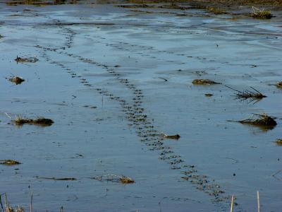 u17/photoops2/medium/42412137.BirdTracksonMudFlats.jpg