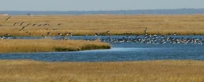 u17/photoops2/medium/42412509.AtlanticBrants04.jpg