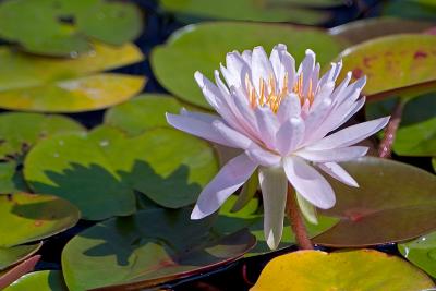 Lone Water Lilly