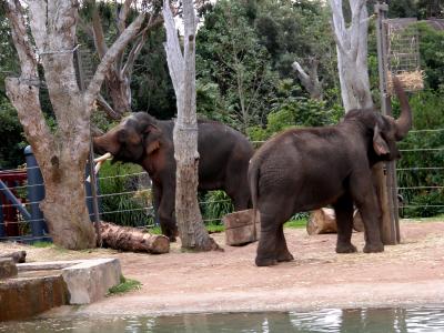 u17/picsels/medium/42677028.elephantsmelbournezoo.jpg