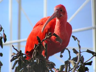 Red Bird