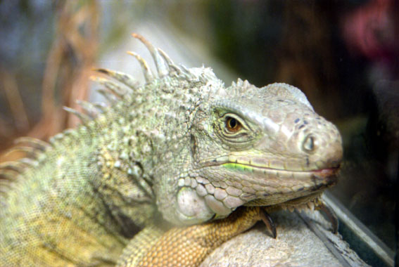 iguane