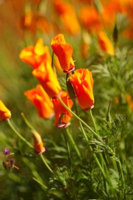 poppies