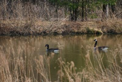 Geese on the pond