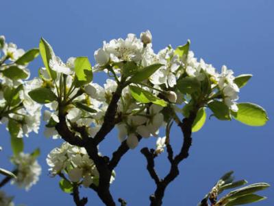 Pear blossom 1.jpg