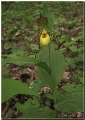 Cypripedium parviflorum var. parviflorum