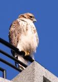 2005-01-29: Hawk on Tower