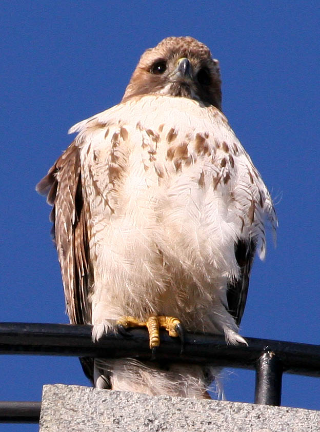 2005-01-29: Hawk on Tower