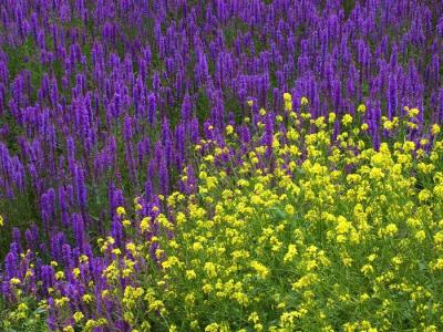 Flowers, Fleurs