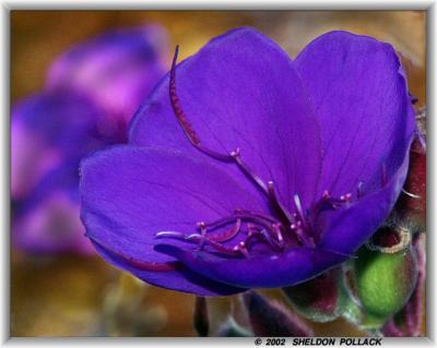 purple-flower-6.jpg